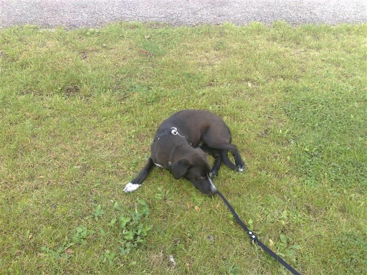 Blanding af racer Pappi billede 6