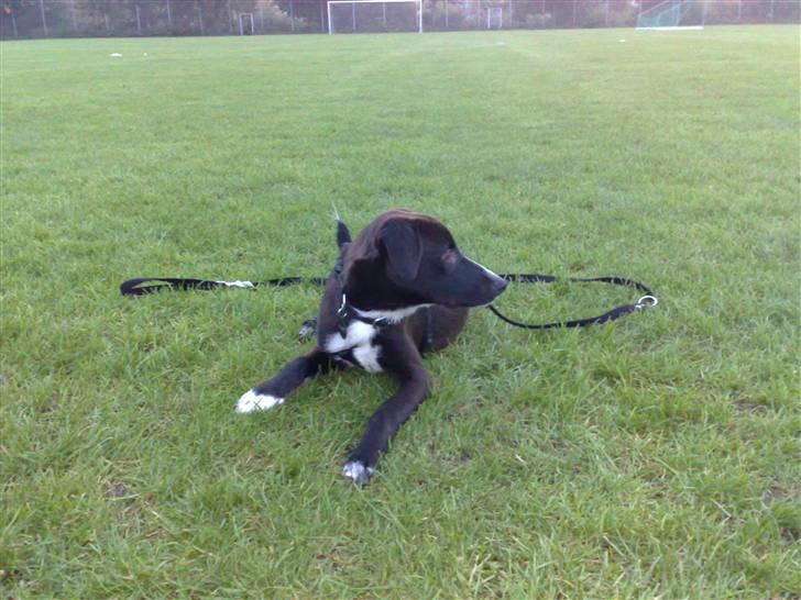 Blanding af racer Pappi billede 7