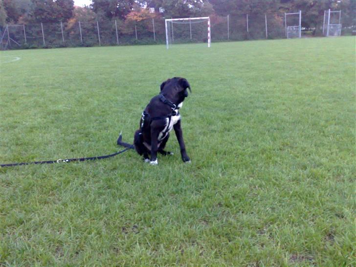 Blanding af racer Pappi billede 8