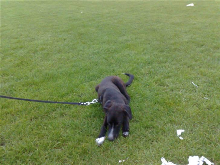 Blanding af racer Pappi billede 9