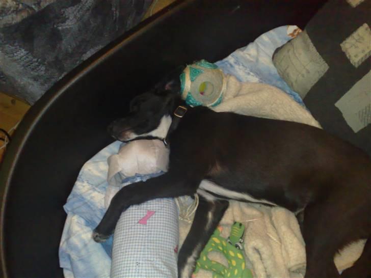 Blanding af racer Pappi - ligger og sover sammen med sin bamse  billede 10