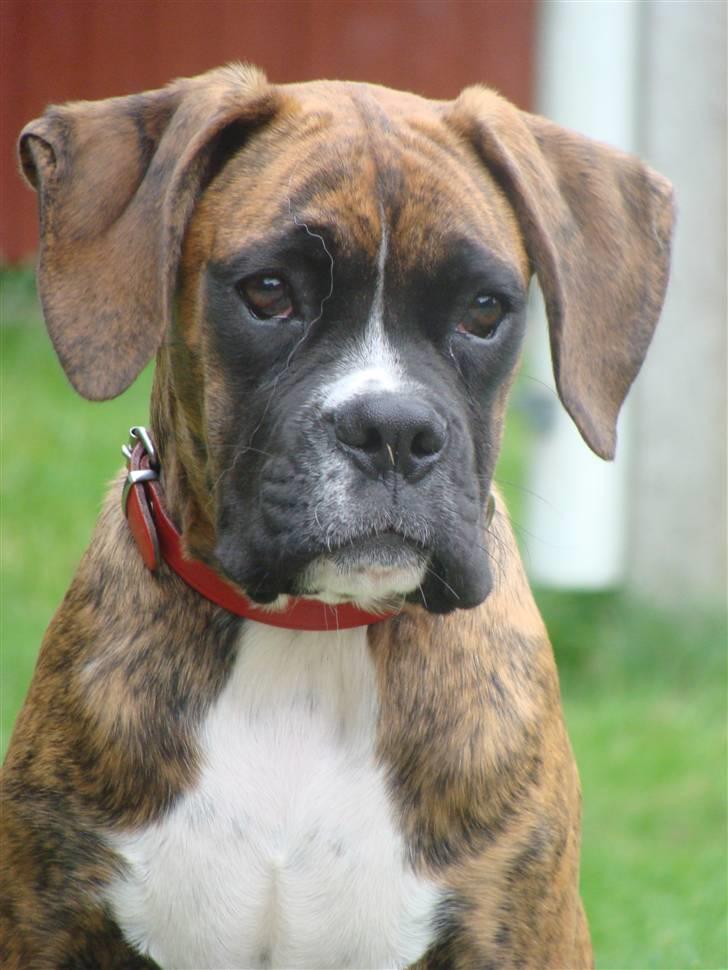 Boxer Coco Chanel - Coco som lille . billede 19