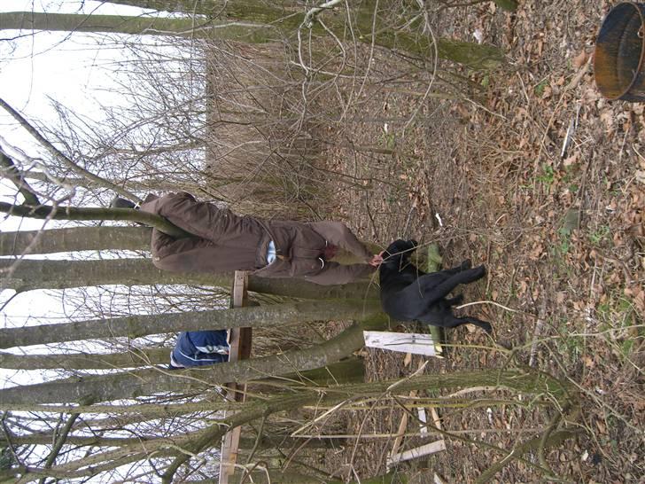 Labrador retriever Donnovan R.I.P. billede 3