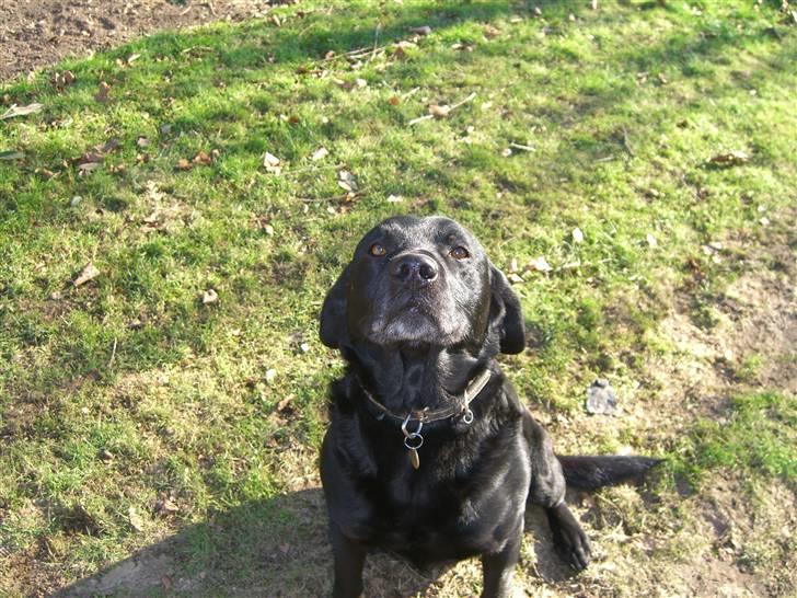 Labrador retriever Donnovan R.I.P. billede 5