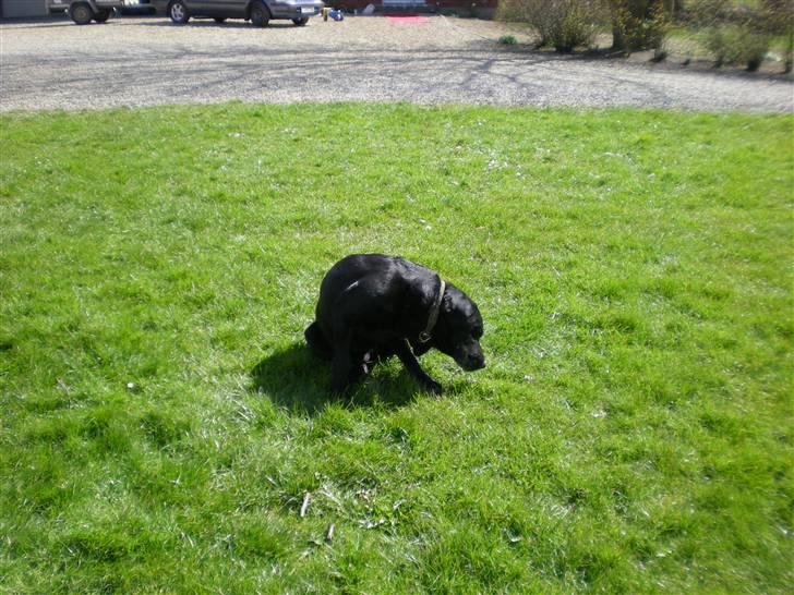 Labrador retriever Donnovan R.I.P. billede 6