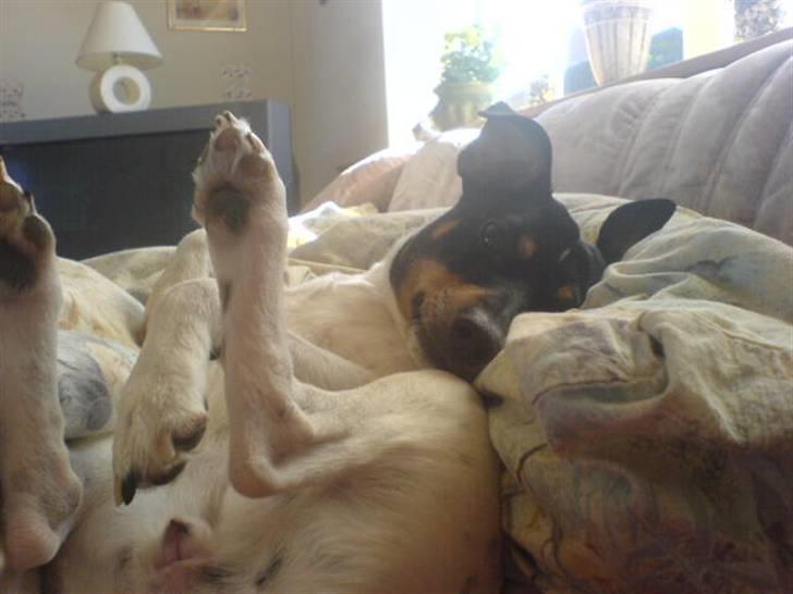 Dansk svensk gaardhund tøsen billede 1