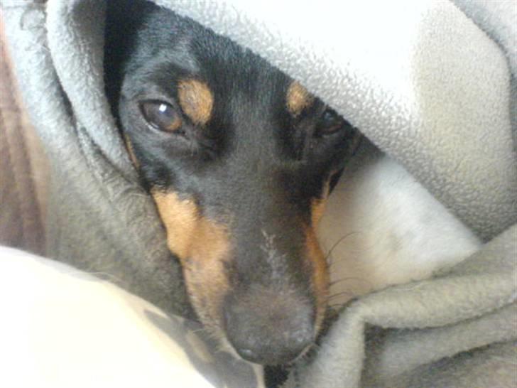 Dansk svensk gaardhund tøsen billede 2