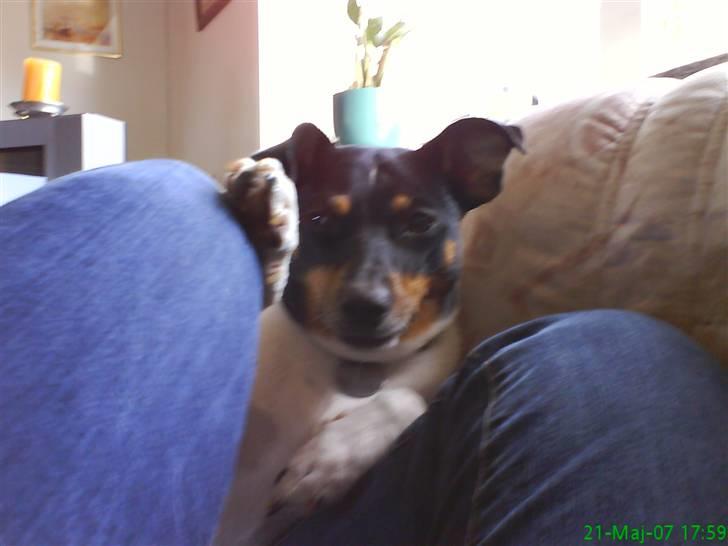 Dansk svensk gaardhund tøsen billede 3