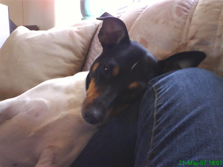 Dansk svensk gaardhund tøsen billede 4