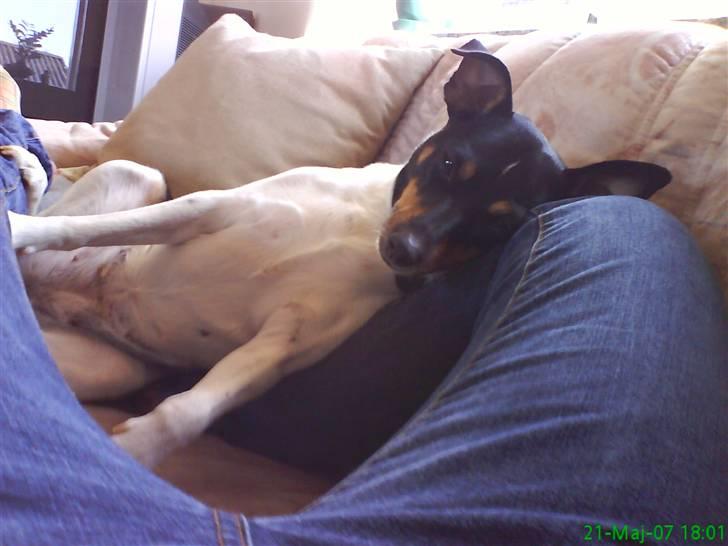 Dansk svensk gaardhund tøsen billede 5