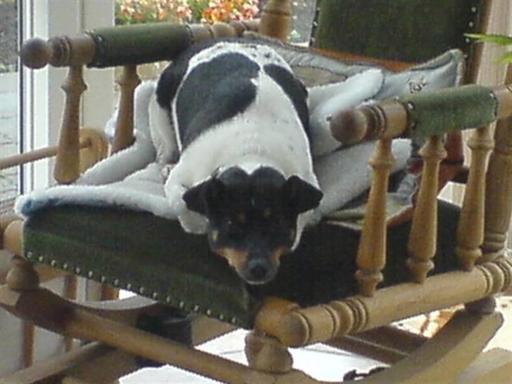 Dansk svensk gaardhund tøsen billede 6