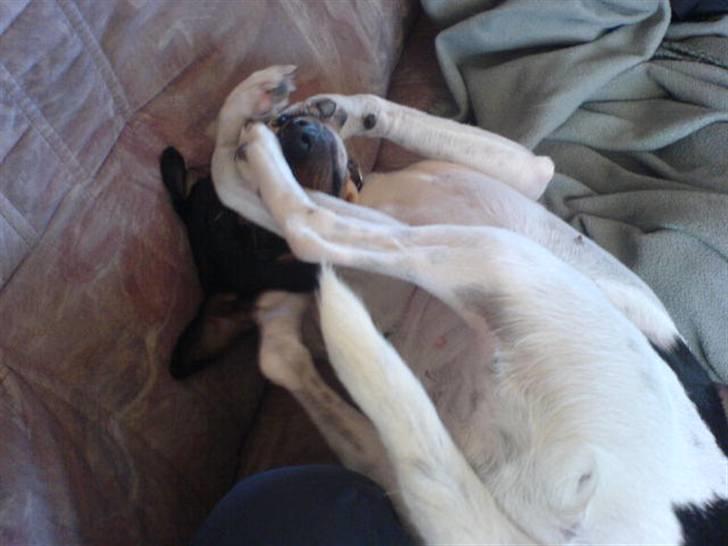 Dansk svensk gaardhund tøsen billede 7