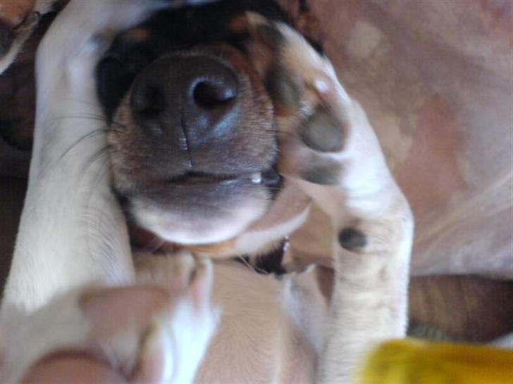 Dansk svensk gaardhund tøsen billede 8