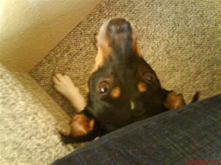 Dansk svensk gaardhund tøsen billede 9