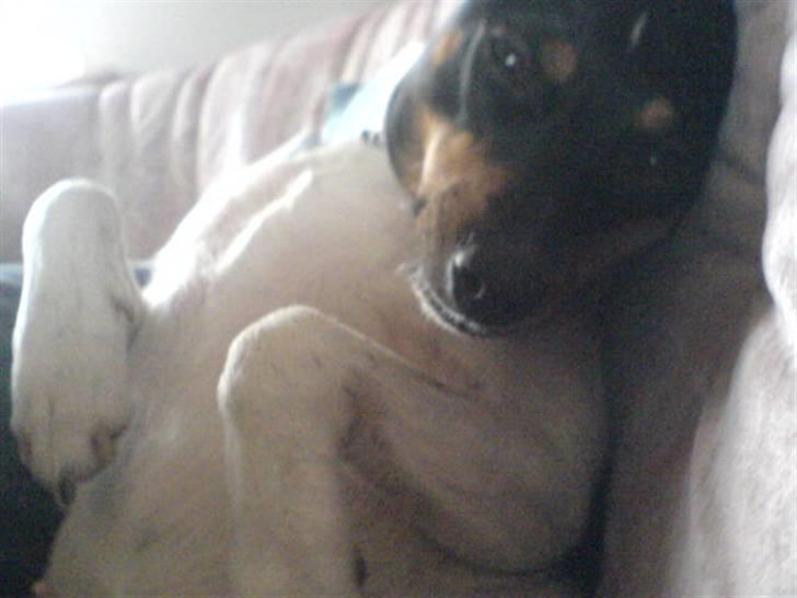 Dansk svensk gaardhund tøsen billede 10