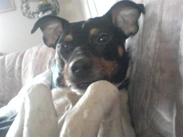 Dansk svensk gaardhund tøsen billede 11