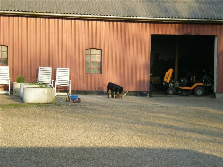 Labrador retriever Donnovan R.I.P. billede 8