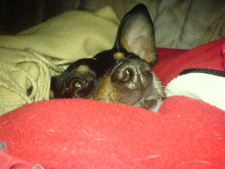 Dansk svensk gaardhund tøsen billede 12