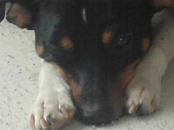 Dansk svensk gaardhund tøsen billede 13