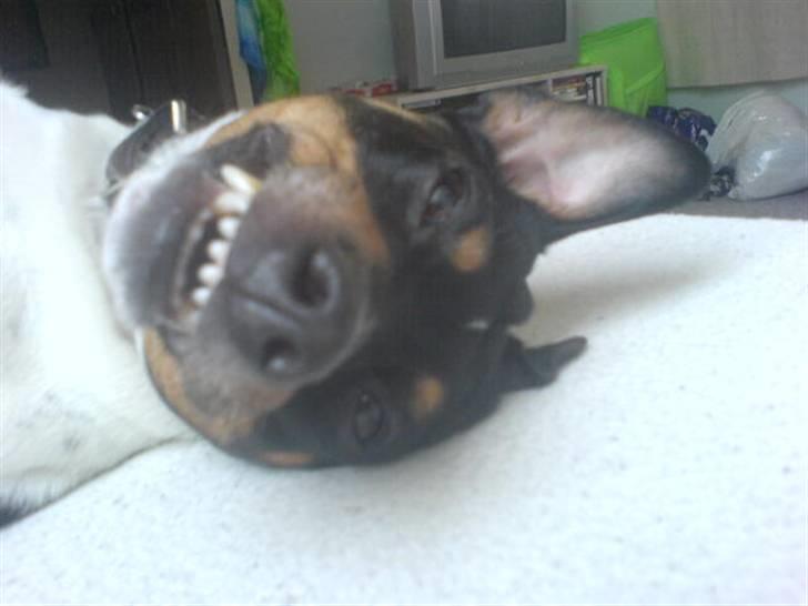 Dansk svensk gaardhund tøsen billede 14