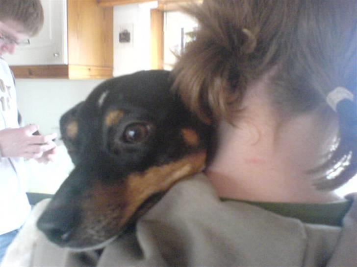 Dansk svensk gaardhund tøsen billede 15