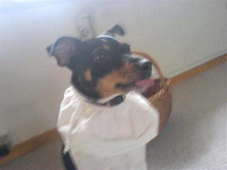 Dansk svensk gaardhund tøsen billede 16