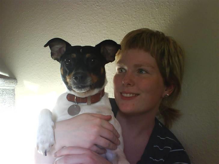 Dansk svensk gaardhund tøsen billede 17