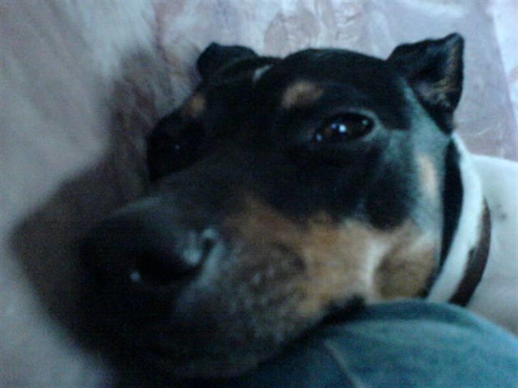 Dansk svensk gaardhund tøsen billede 18