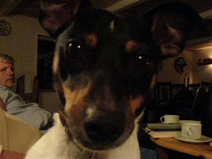 Dansk svensk gaardhund tøsen billede 19