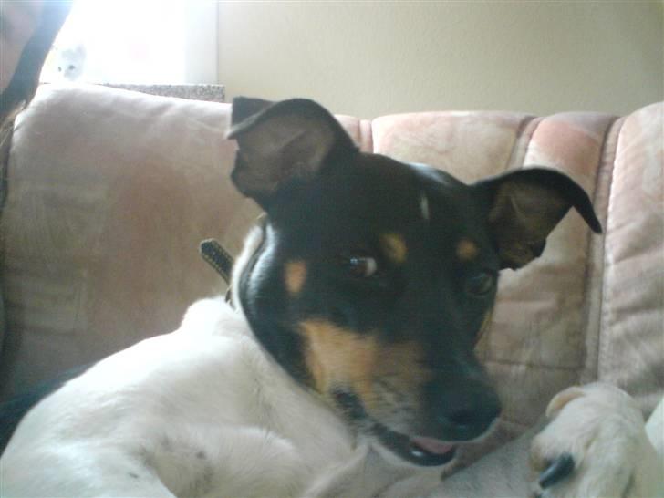 Dansk svensk gaardhund tøsen billede 20