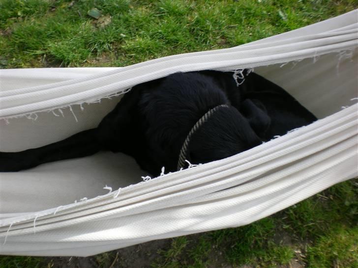 Labrador retriever Donnovan R.I.P. billede 10