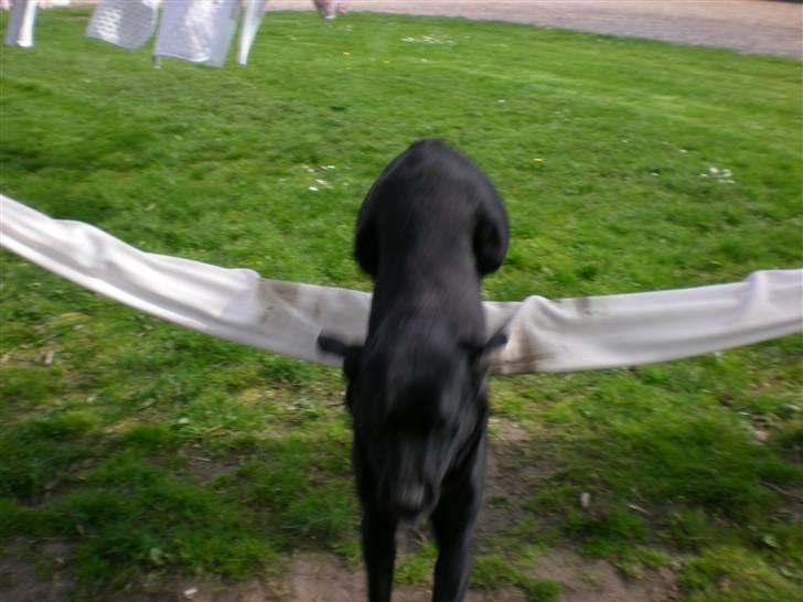 Labrador retriever Donnovan R.I.P. billede 11