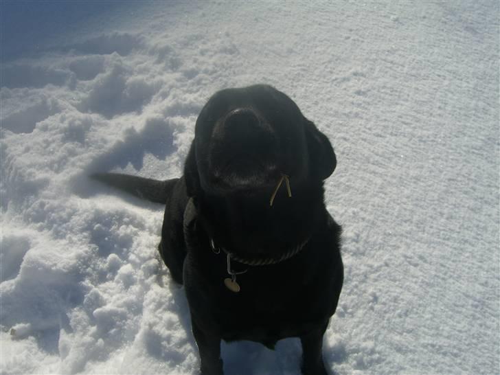 Labrador retriever Donnovan R.I.P. billede 12
