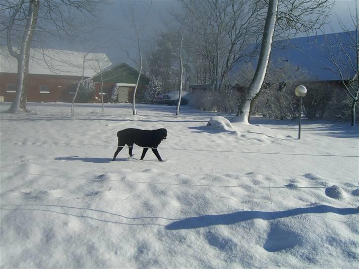 Labrador retriever Donnovan R.I.P. billede 14