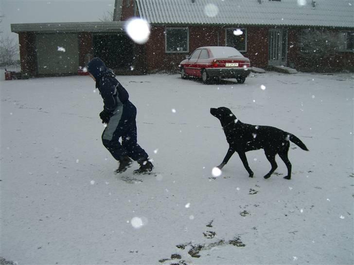 Labrador retriever Donnovan R.I.P. billede 15