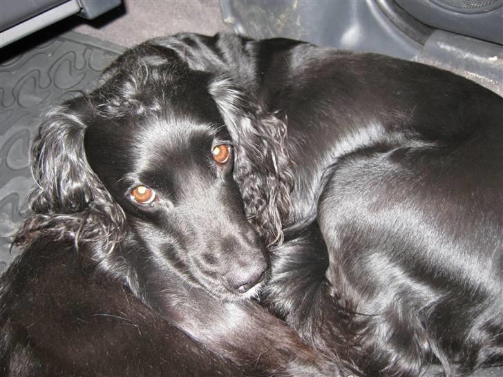 Field Trial spaniel Mille - Så har jeg lagt mig klar til vi skal ud og kører i bil billede 10