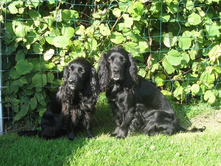 Field Trial spaniel Mille - Mille og Fie en dag ude i haven billede 11
