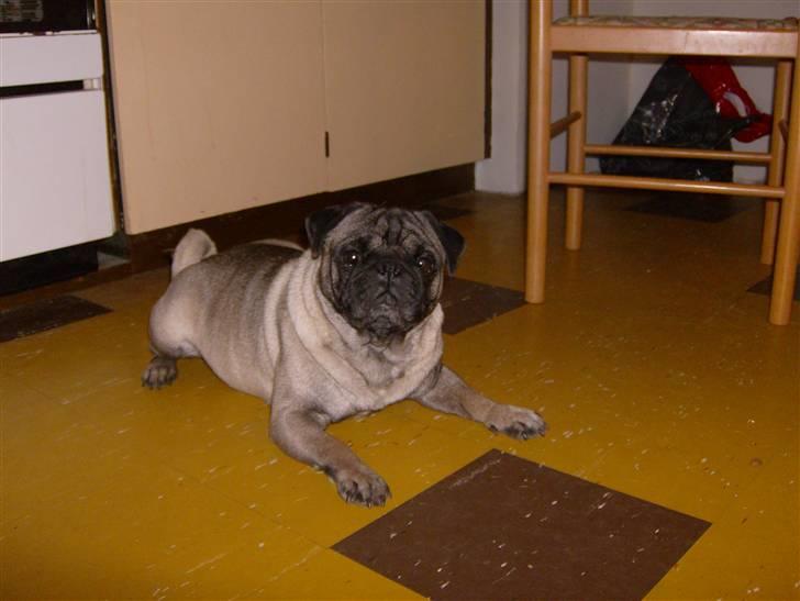 Mops Dessa - Manse hanhund billede 8