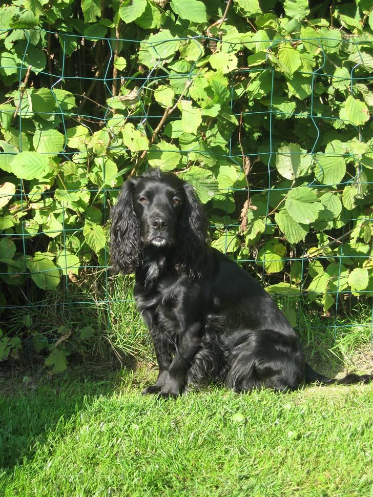 Field Trial spaniel Mille - Nyder det dejlig vejr ude i haven billede 12