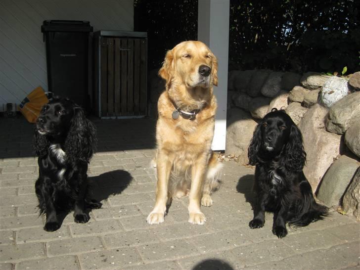 Field Trial spaniel Mille - Så er vi samlt til fælles foto billede 13