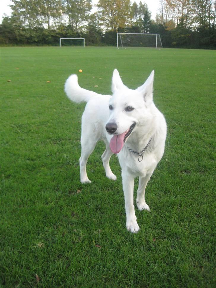 Blanding af racer Buffie billede 12