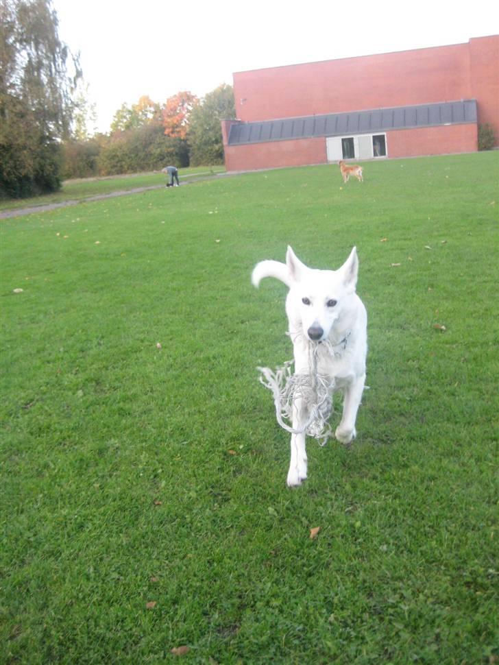 Blanding af racer Buffie billede 13