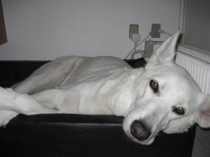 Blanding af racer Buffie billede 14