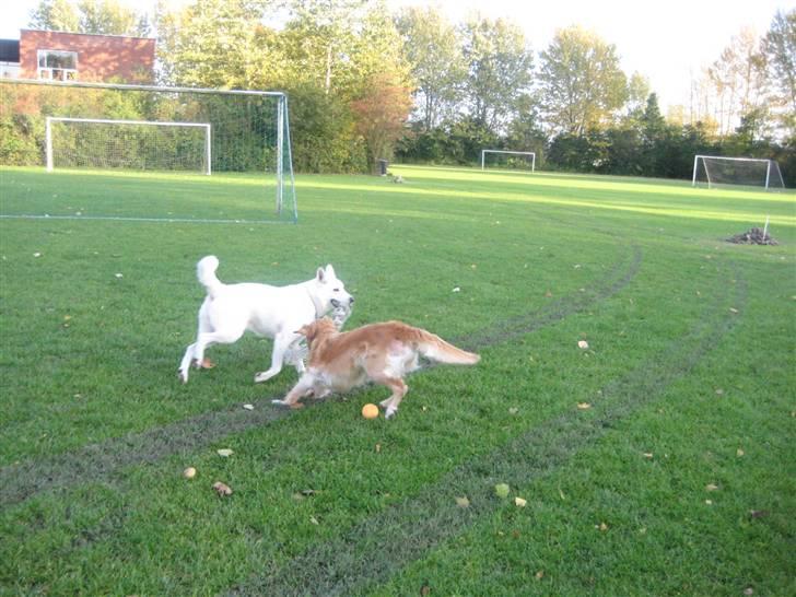 Blanding af racer Buffie billede 15