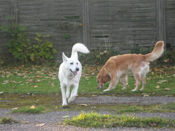 Blanding af racer Buffie billede 16