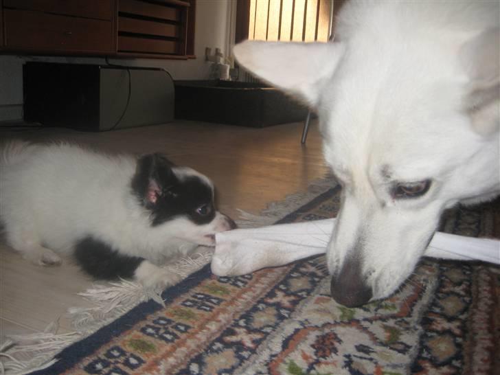 Blanding af racer Buffie billede 17