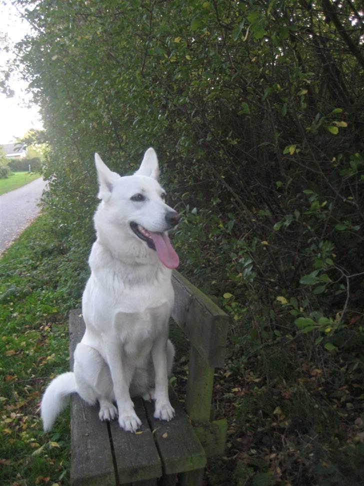 Blanding af racer Buffie billede 19