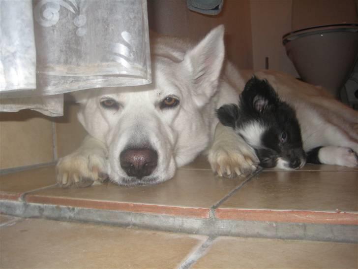 Blanding af racer Buffie billede 20