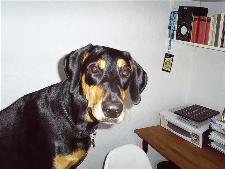 Blanding af racer Jensen.. billede 9