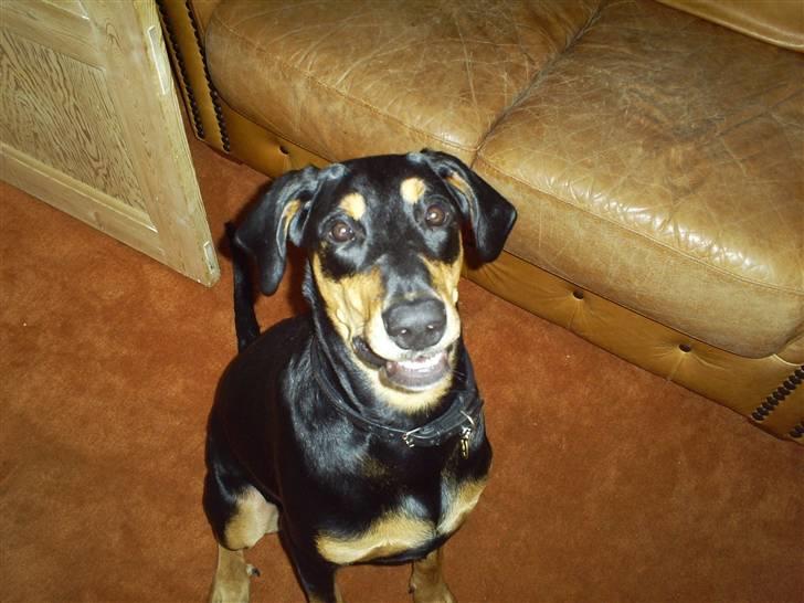 Blanding af racer Jensen.. - sidder jeg ikke pænt..!!! billede 10